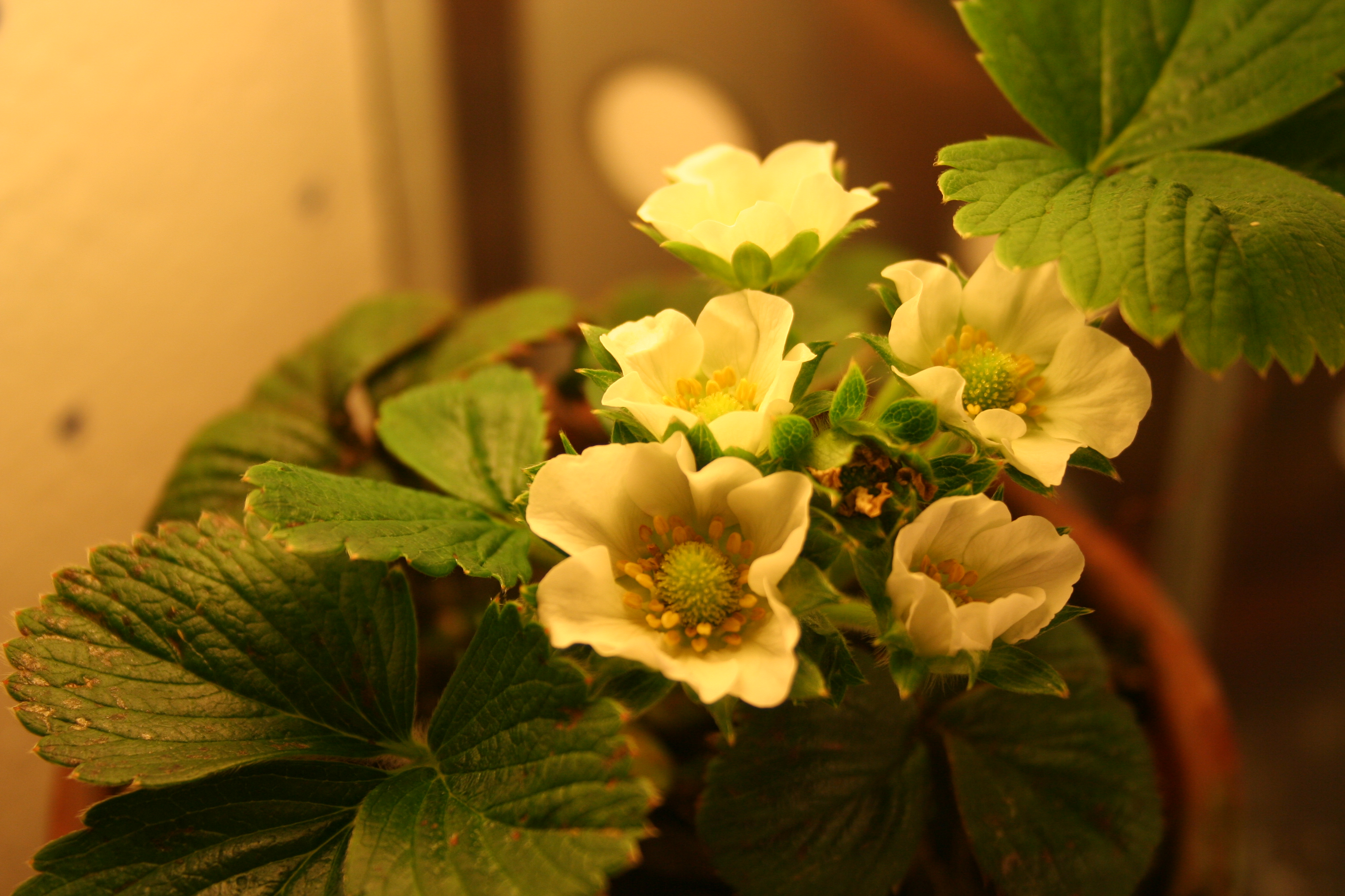 Strawberries grown in Cheap PC Grow Box Strawberries grown in Cheap PC Grow Box