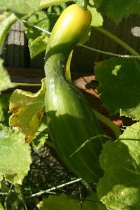 Goose cucumber