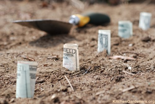 Most expensive vegetables in your garden Most expensive vegetables in your garden