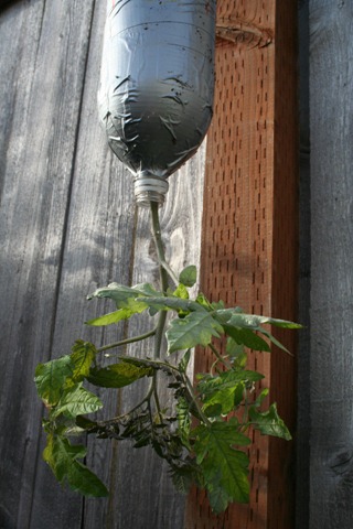 upside down tomato planter