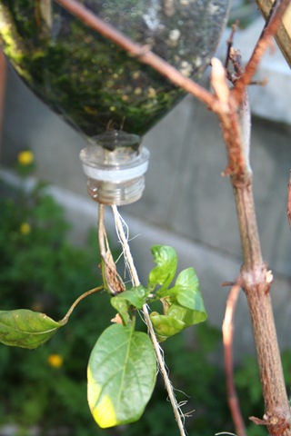 upside down tomato planter