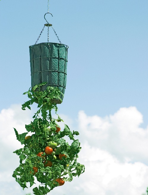 upside down tomato planter