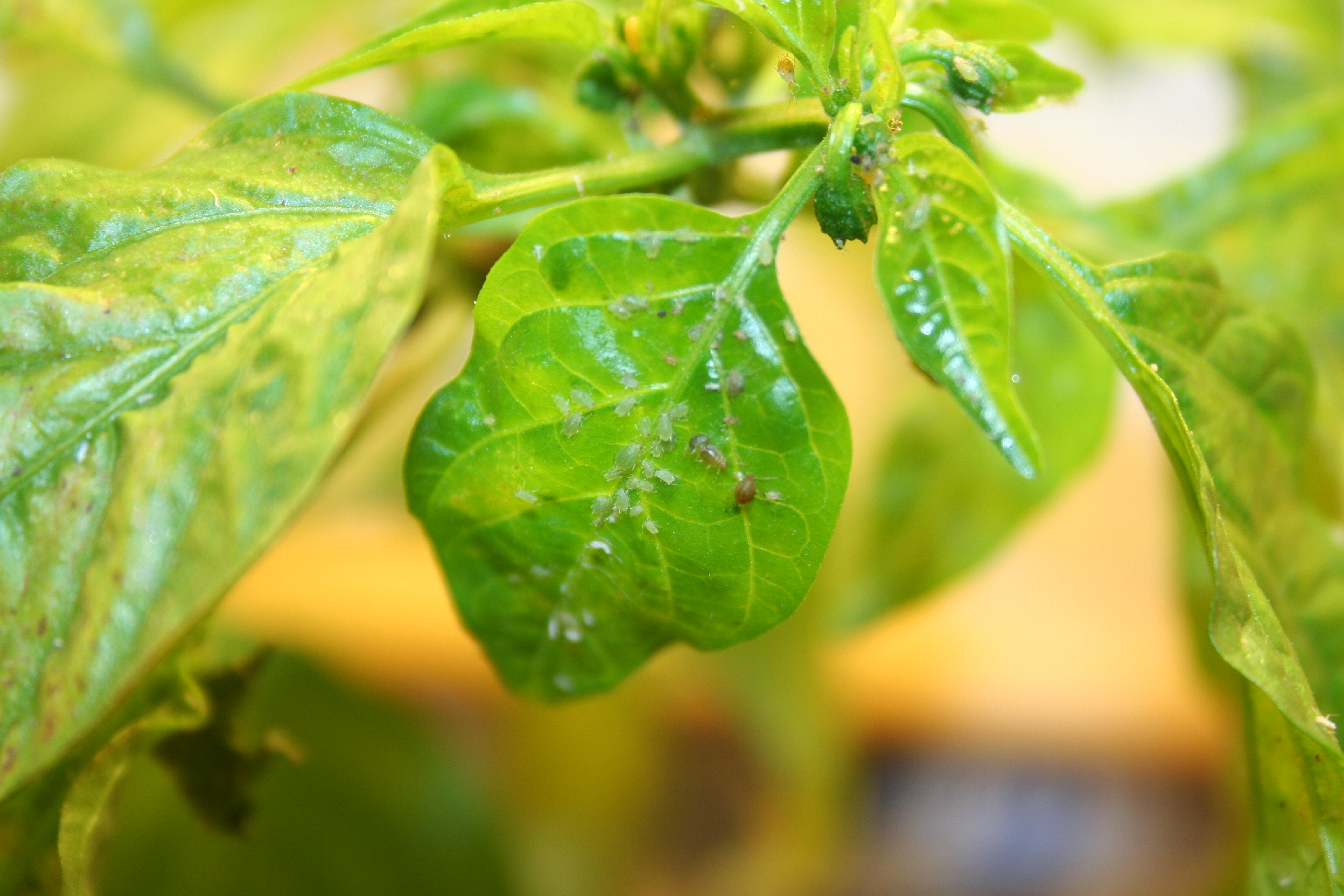 Indoor chilli plant aphids
