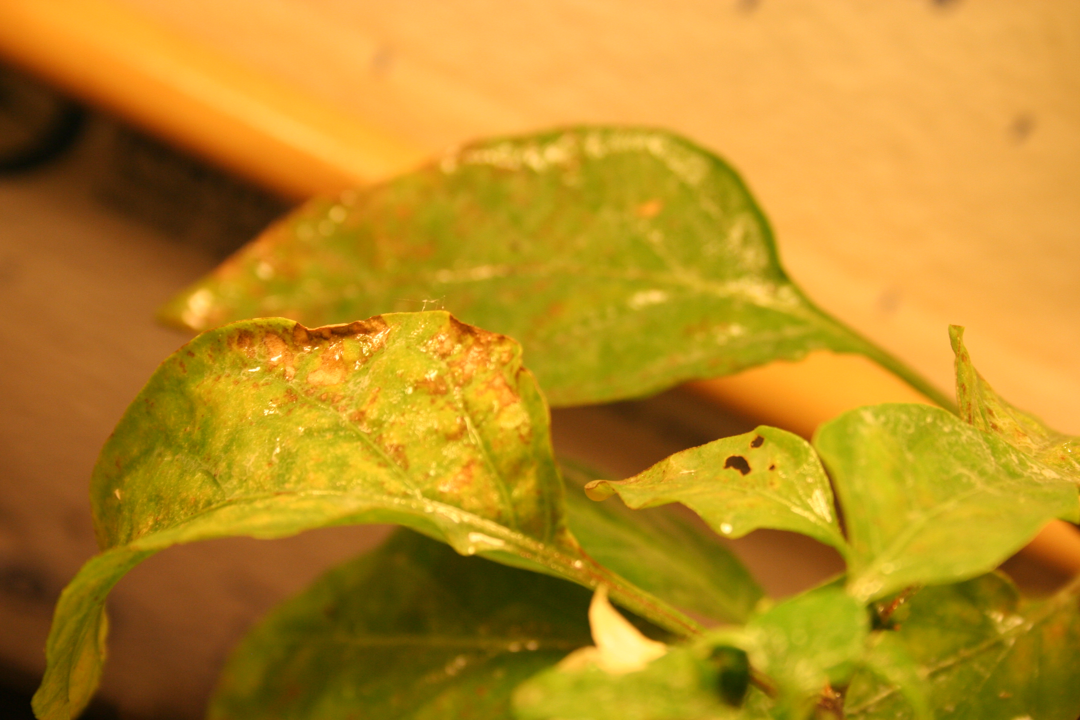 Getting rid of aphids on pepper plants