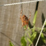 Protector of the garden trellis