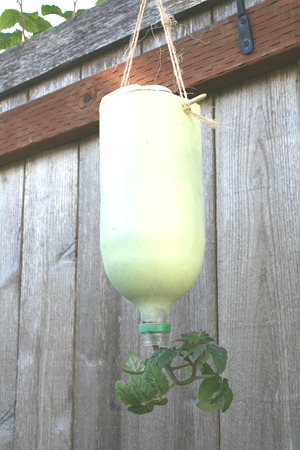 DIY Upside down tomato planter #3