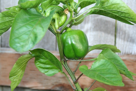 sweet yellow pepper plant