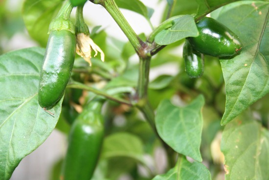 jalapeno pepper plant