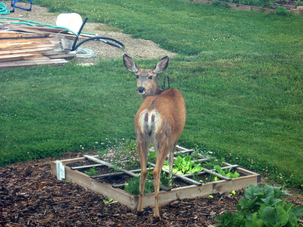 do dogs keep deer away