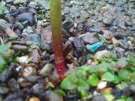 Cheap Vegetable Gardener 005