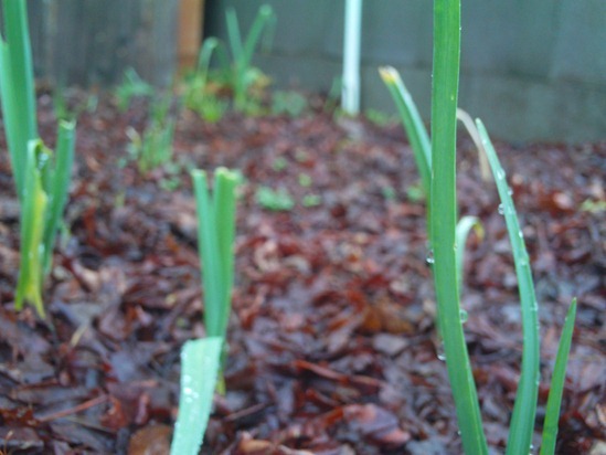 Cheap Vegetable Gardener 012