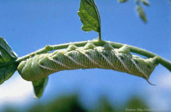 download tomato horn worms download tomato horn worms