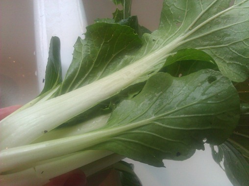 Bok Choy