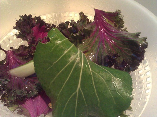 WP_000928 WP_000928