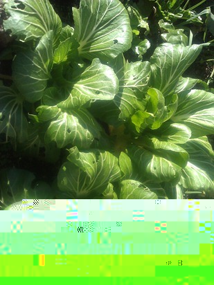 WP_001123