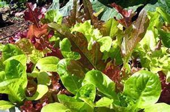 Lettuce