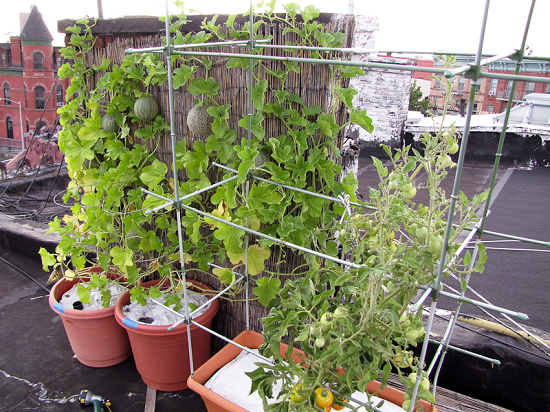 Urban Garden