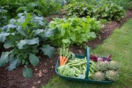 organic kitchen garden
