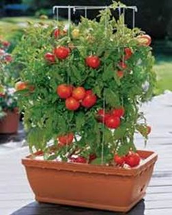Tomatoes on a patio
