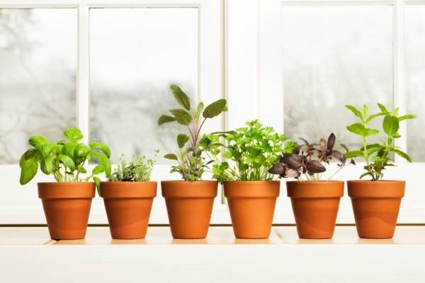 herbs-in-pots.jpg