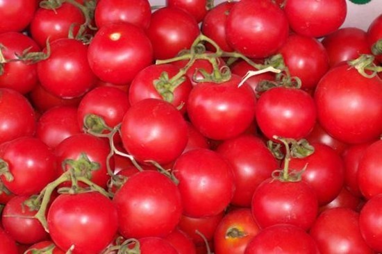 tomato1-584x389