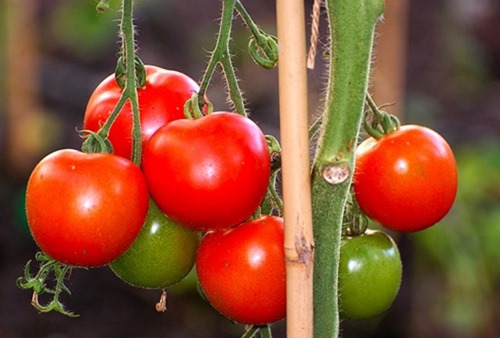 tomato