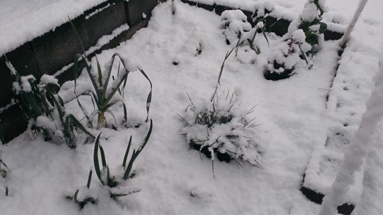 Snow in springtime