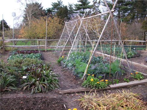 Vegetable Patch from Scratch Series Index