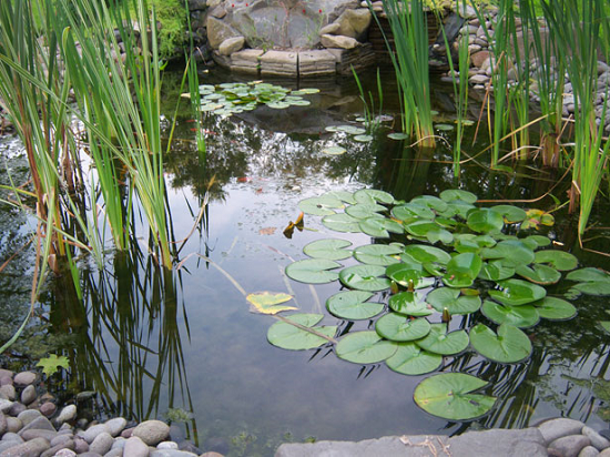 Pond