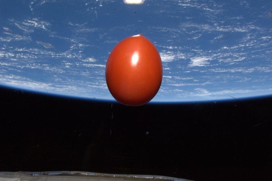Tomato in space