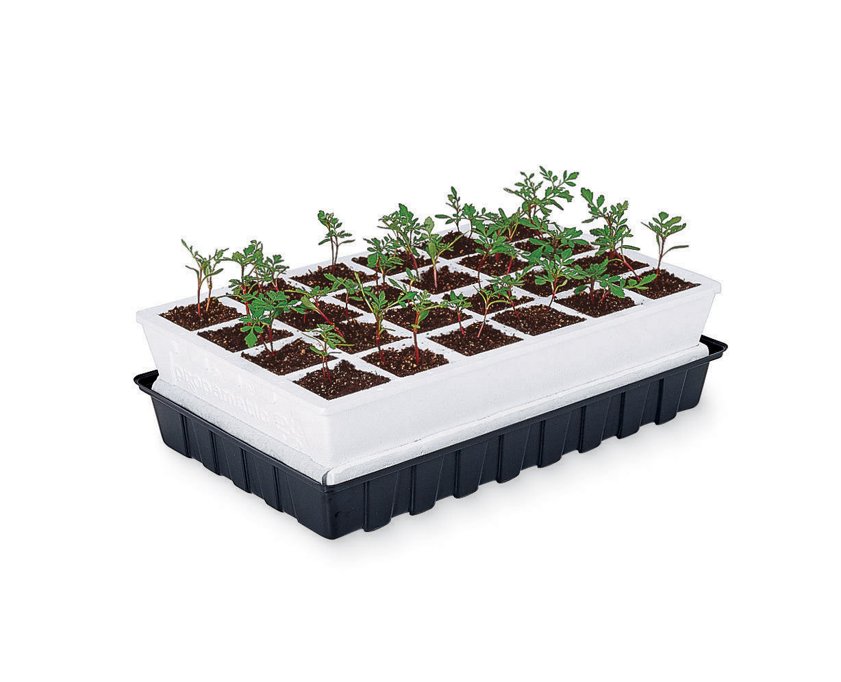 germination « The Cheap Vegetable Gardener