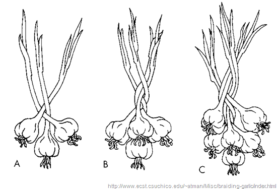 How to braid garlic (for guys)